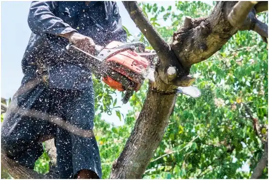 tree services Rockledge